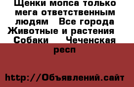 Щенки мопса только мега-ответственным людям - Все города Животные и растения » Собаки   . Чеченская респ.